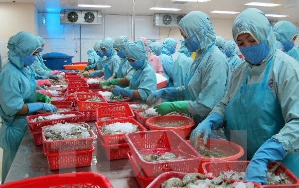 Рыбное хозяйство Вьетнама стремится к увеличению экспорта креветок