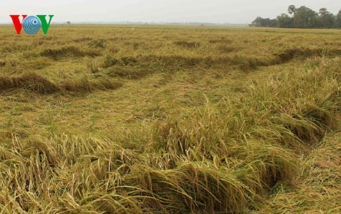 Провинция Камау концентрируется на создании бренда местного риса