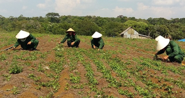 Крестьяне провинции Контум выращивают лекарственные растения