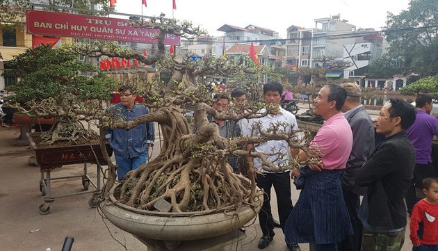 Деревня Чиеукхук стремится стать центром декоративных растений Ханоя