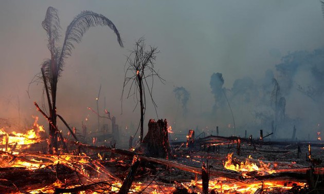 Пожары в Амазонии – не внутреннее дело каждого государства