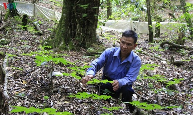 Жизнь народности Седанг в провинции Контум улучшается благодаря лекарственным растениям