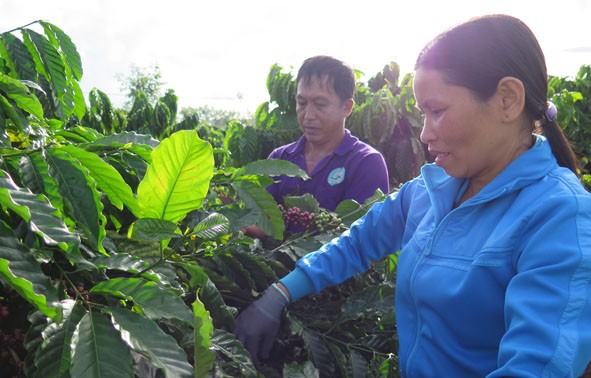 Quand caféiculture rime avec développement durable  