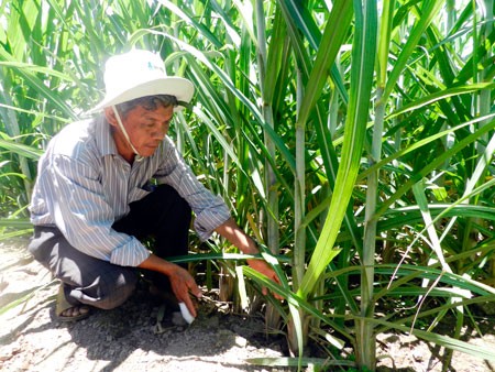 Hâu Giang: des foyers agricoles d'élite