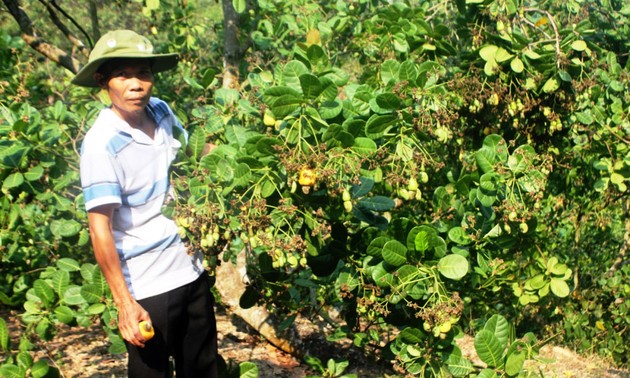 Binh Phuoc : développement durable de la filière noix de cajou