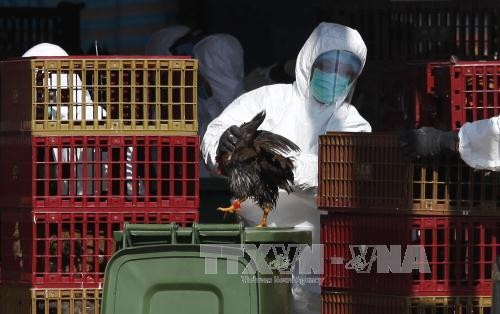 Chine: deux cas humains de grippe aviaire H7N9 signalés au Guangxi