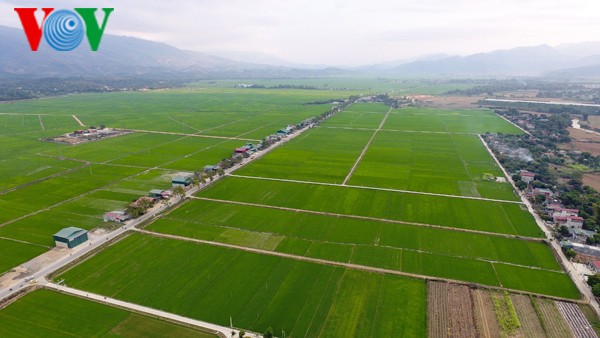 La production de riz au Vietnam va répondre aux normes internationales