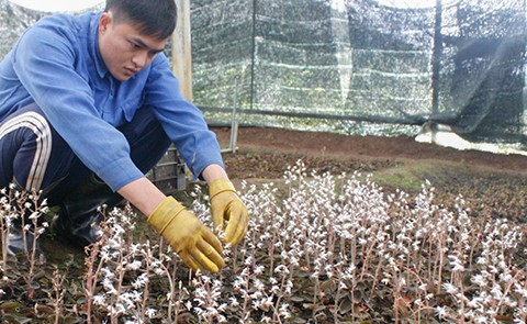 Kon Plông mise sur « l’herboriculture »
