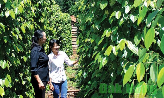 Le Vietnam ouvre son marché à terme agricole aux investisseurs étrangers 