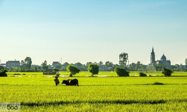Thai Binh mise sur le remembrement pour développer l’agriculture