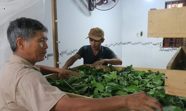 La sériciculture fait la richesse de Binh Thuân