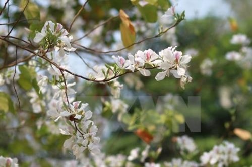 Diên Biên : les fleurs de bauhinie en fête