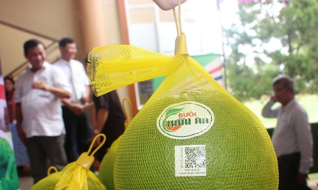 Binh Dinh développe la fruiticulture