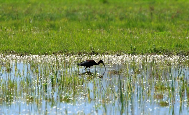 La  «déclaration de Wuhan» sur la protection des zones humides naturelles 