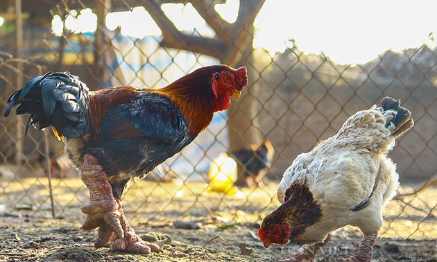 Le poulet Dông Tao fait la prospérité de Hung Yên