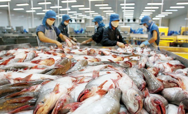 Doanh nghiệp Việt Nam quản lý chặt chẽ quy trình nuôi cá tra, cá ba sa 