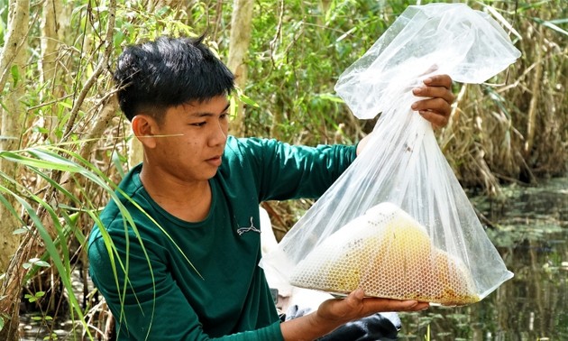 “Ăn ong” nơi đất rừng U Minh hạ thời công nghệ