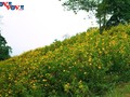 Girasol mexicano en plena floración en el Parque Nacional de Ba Vi