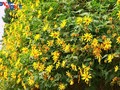 Le tournesol mexicain en pleine floraison au parc national de Ba Vi