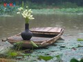 Sớm mai dịu dàng ở hồ sen ngoại thành Hà Nội