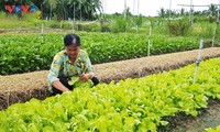 Die Gemüseanbau-Gruppe in der Provinz Tra Vinh