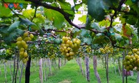 Ba Moi grape growing and eco-tourism model in Ninh Thuan province