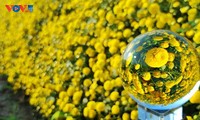 Ngắm vườn hoa cúc chi vàng rực ở Hưng Yên
