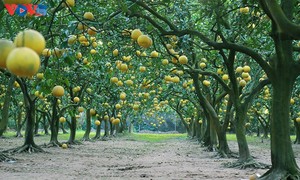 สวนส้มโอ ฟุ๊กเหยียน – สถานที่เช็คอินที่น่าสนใจในช่วงตรุษเต๊ต
