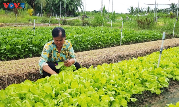 Kelompok Tani Sayuran Organik Dukuh Pho, Kecamatan An Quang Huu, Provinsi Tra Vinh