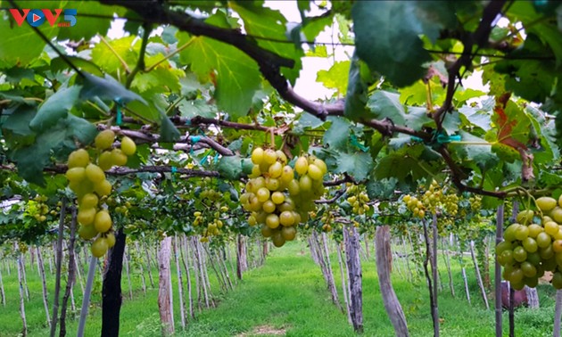 Perkebunan Anggur Ba Moi - Pola Budi Daya Anggur yang Dikombinasikan dengan Ekowisata di Provinsi Ninh Thuan