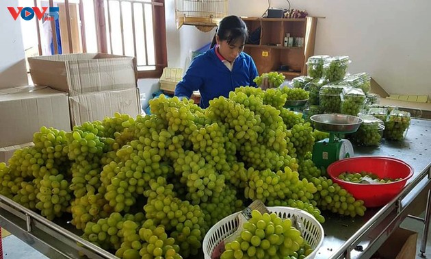 Виноградная ферма  Бамой: модель выращивания винограда в сочетании с развитием экотуризма в провинции Ниньтхуан