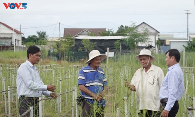 Nông dân xã An Hải, tỉnh Ninh Thuận làm giàu từ trồng cây măng tây