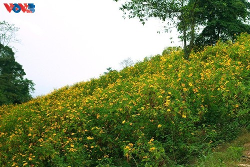 Girasol mexicano en plena floración en el Parque Nacional de Ba Vi
