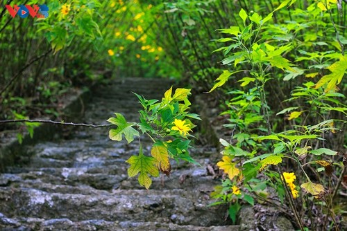 Brilliant tree marigolds in Ba Vi mountain - ảnh 7