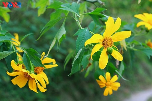 Brilliant tree marigolds in Ba Vi mountain - ảnh 8