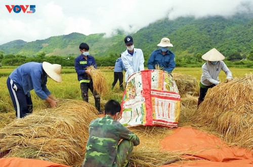 Tuổi trẻ Mường Lay, Điện Biên giúp bà con đang cách ly tập trung thu hoạch lúa chín rộ - ảnh 11