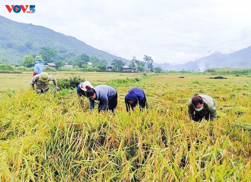 Tuổi trẻ Mường Lay, Điện Biên giúp bà con đang cách ly tập trung thu hoạch lúa chín rộ - ảnh 12