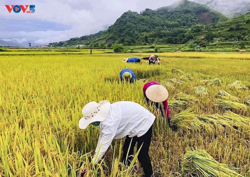 Tuổi trẻ Mường Lay, Điện Biên giúp bà con đang cách ly tập trung thu hoạch lúa chín rộ - ảnh 1