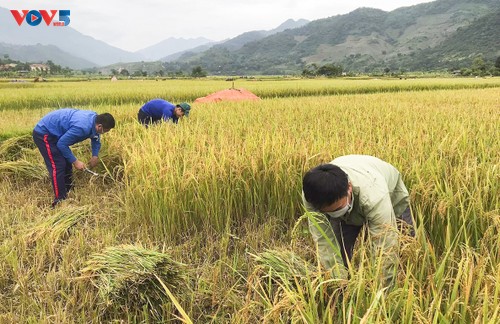 Tuổi trẻ Mường Lay, Điện Biên giúp bà con đang cách ly tập trung thu hoạch lúa chín rộ - ảnh 3