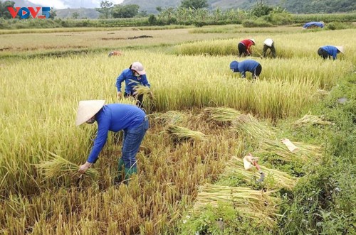 Tuổi trẻ Mường Lay, Điện Biên giúp bà con đang cách ly tập trung thu hoạch lúa chín rộ - ảnh 6