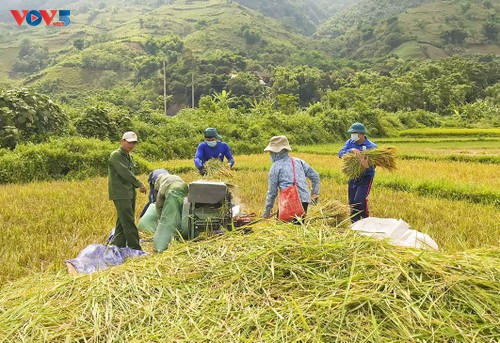 Tuổi trẻ Mường Lay, Điện Biên giúp bà con đang cách ly tập trung thu hoạch lúa chín rộ - ảnh 7