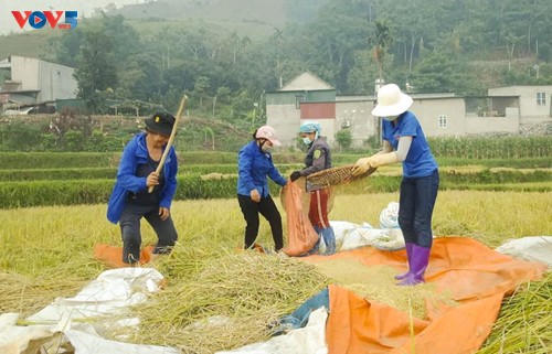 Tuổi trẻ Mường Lay, Điện Biên giúp bà con đang cách ly tập trung thu hoạch lúa chín rộ - ảnh 8