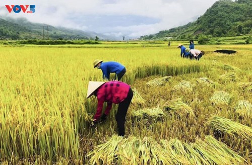Tuổi trẻ Mường Lay, Điện Biên giúp bà con đang cách ly tập trung thu hoạch lúa chín rộ - ảnh 9