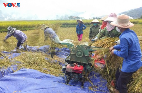 Tuổi trẻ Mường Lay, Điện Biên giúp bà con đang cách ly tập trung thu hoạch lúa chín rộ - ảnh 10