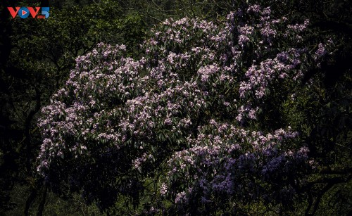 Hoa Đỗ quyên khoe sắc rực rỡ giữa núi rừng Putaleng - ảnh 8