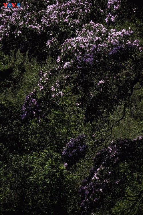 Hoa Đỗ quyên khoe sắc rực rỡ giữa núi rừng Putaleng - ảnh 9