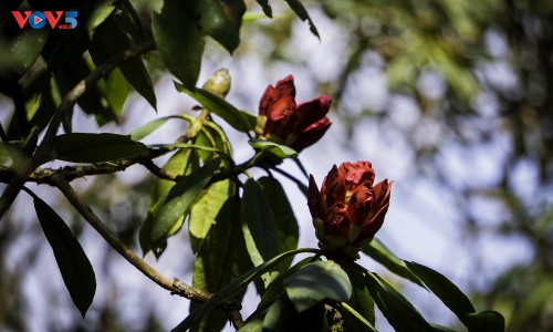 Hoa Đỗ quyên khoe sắc rực rỡ giữa núi rừng Putaleng - ảnh 11