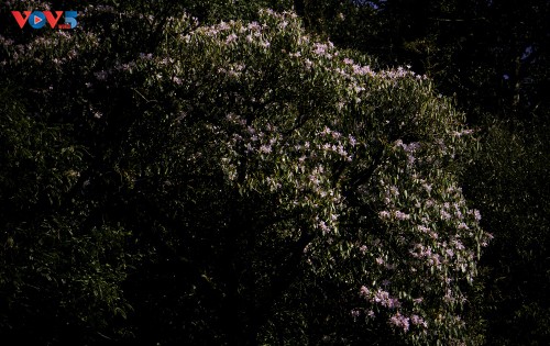 Hoa Đỗ quyên khoe sắc rực rỡ giữa núi rừng Putaleng - ảnh 13