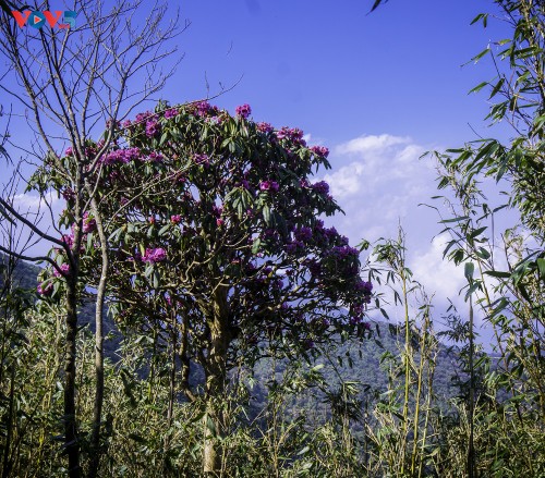 Hoa Đỗ quyên khoe sắc rực rỡ giữa núi rừng Putaleng - ảnh 15