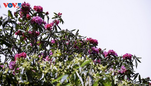 Hoa Đỗ quyên khoe sắc rực rỡ giữa núi rừng Putaleng - ảnh 5